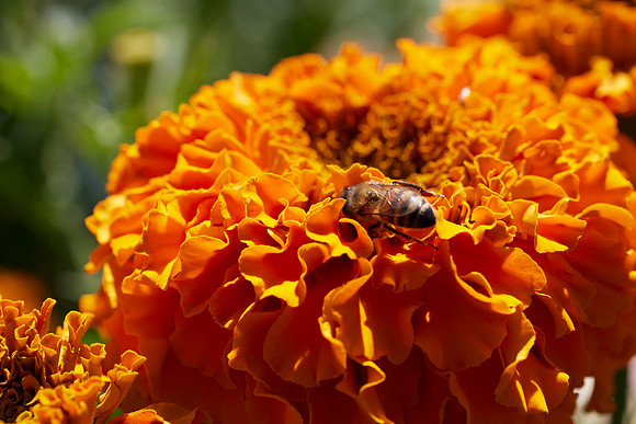 Bolinas Bees 0104