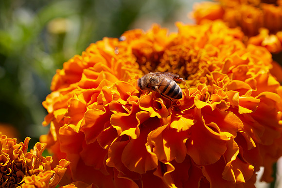 Bolinas Bees 0105