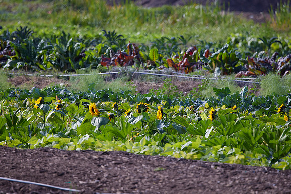 Bolinas Bees 0319