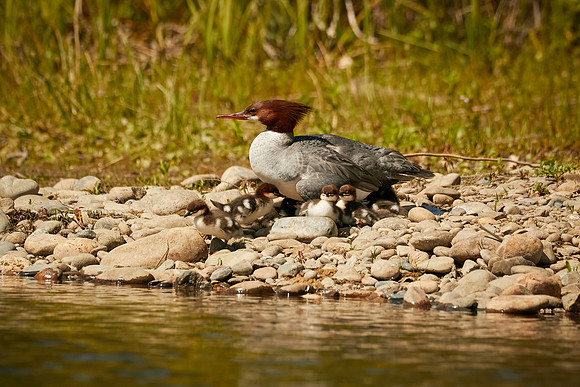 Birds April 2020  291