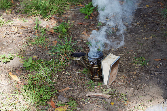 Bolinas Bees 0332