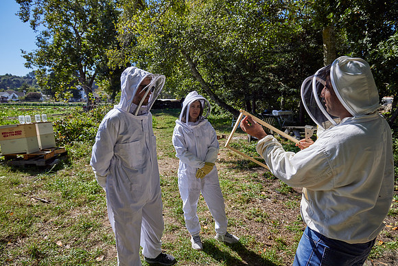 Bolinas Bees 0225