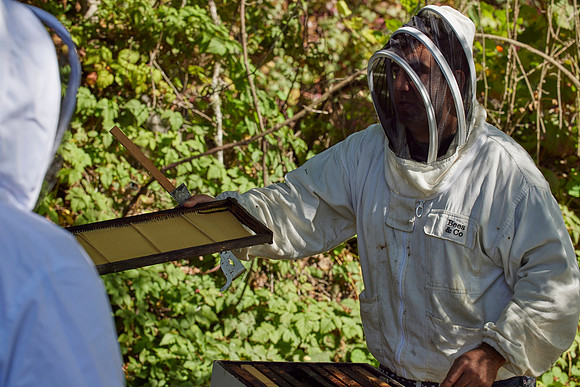 Bolinas Bees 0337