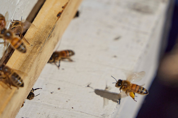 Bolinas Bees 0236