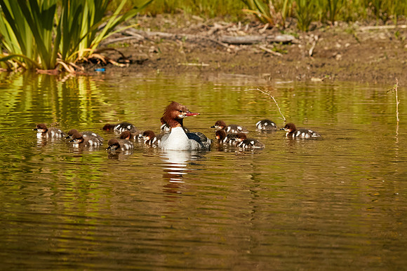 Birds April 2020  481