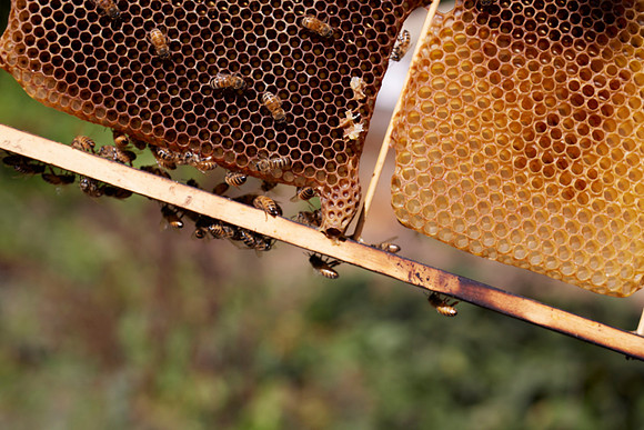 Bolinas Bees 0367