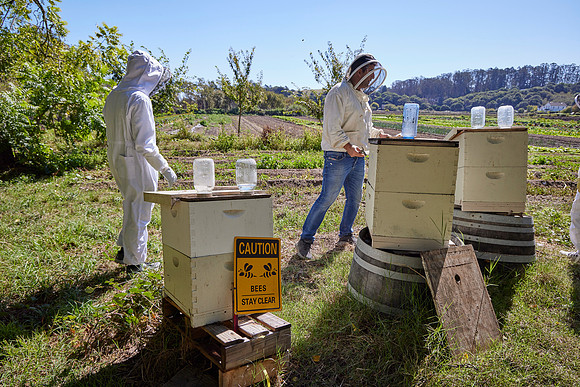 Bolinas Bees 0228