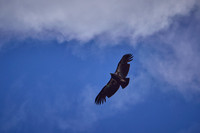 Pinnacles National Park Condors 0155