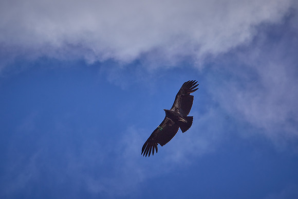 Pinnacles National Park Condors 0155