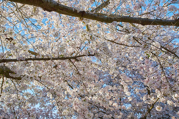 Cherry Trees Scouting Trip 010