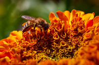 Bolinas Bees 0123