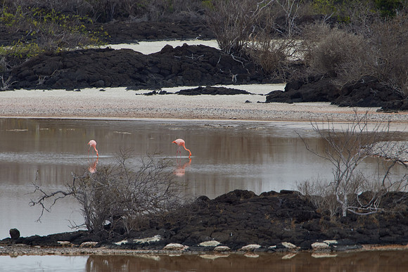 Galapagos Day 4 Floreana Walk 1043
