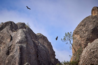 Pinnacles National Park Condors 0127