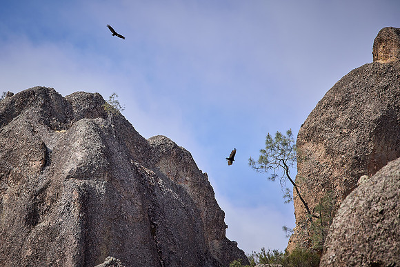Pinnacles National Park Condors 0127
