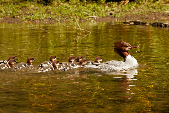 Birds April 2020  533