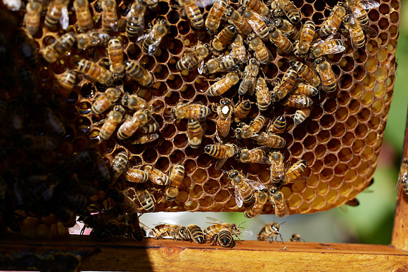 Bolinas Bees 0351