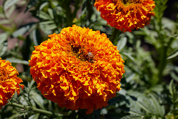 Bolinas Bees 0151