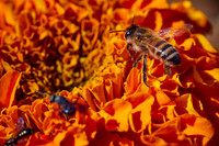 Bolinas Bees 0115