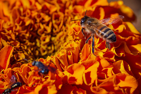 Bolinas Bees 0115