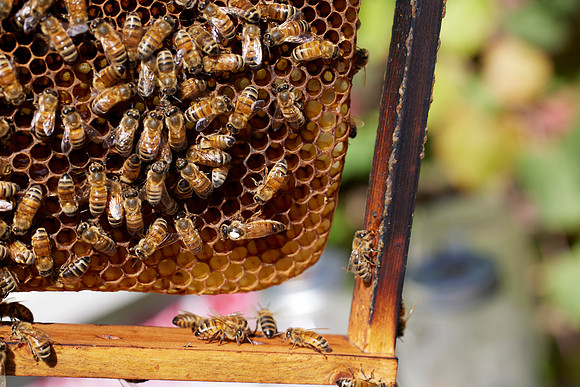 Bolinas Bees 0357