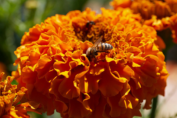 Bolinas Bees 0101