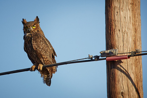 1_0_789_1gho_owl_032esp_lb1200x1800s4web