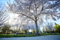 Cherry Trees Scouting Trip 028