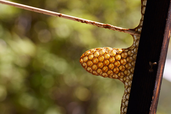 Bolinas Bees 0338