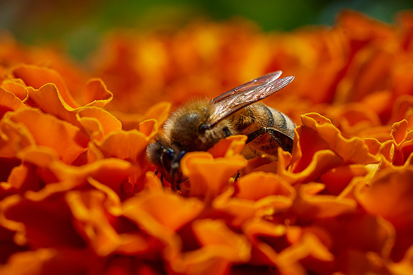 Bolinas Bees 0168