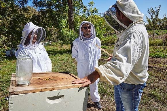 Bolinas Bees 0247