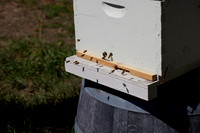 Bolinas Bees 0080