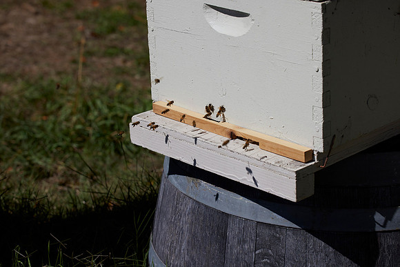 Bolinas Bees 0080
