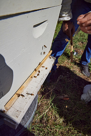 Bolinas Bees 0235