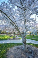 Cherry Trees Scouting Trip 018
