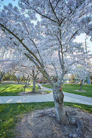 Cherry Trees Scouting Trip 018
