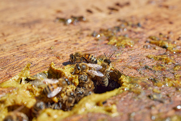 Bolinas Bees 0259
