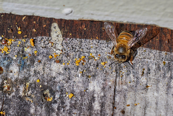 Bolinas Bees 0253