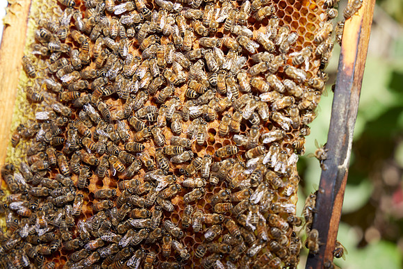 Bolinas Bees 0291