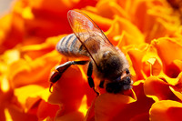 Bolinas Bees 0108