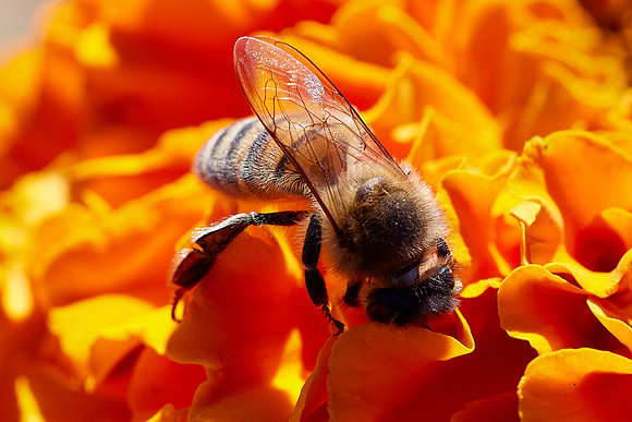Bolinas Bees 0108
