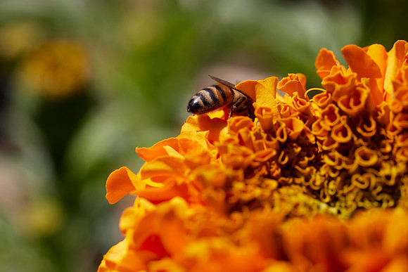 Bolinas Bees 0134