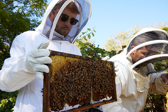 Bolinas Bees 0305