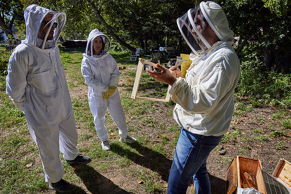 Bolinas Bees 0224