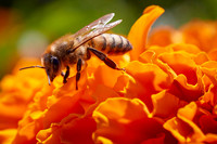 Bolinas Bees 0141