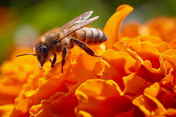 Bolinas Bees 0141