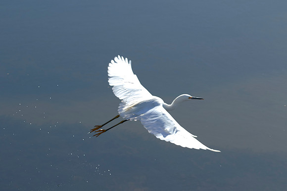 LKR Birding 446