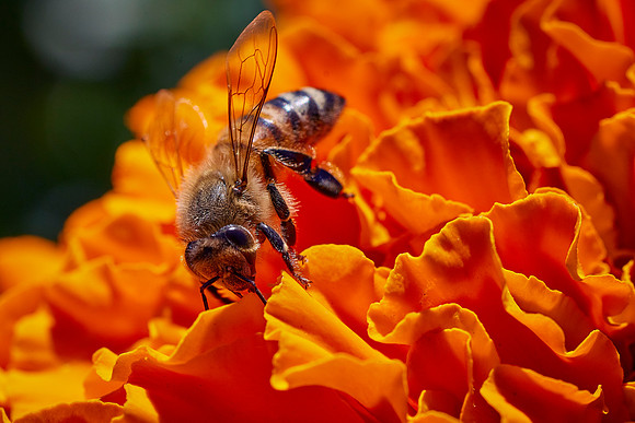 Bolinas Bees 0195