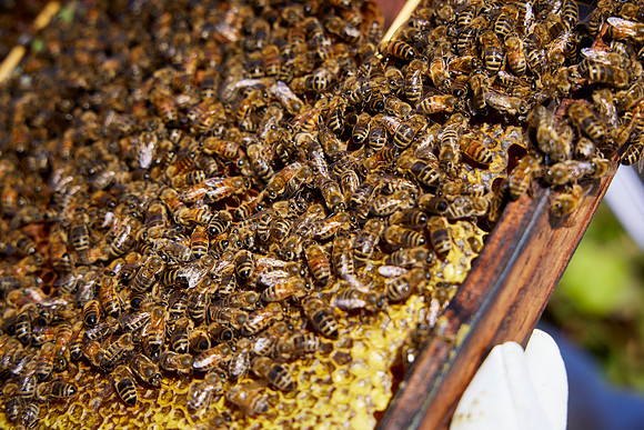 Bolinas Bees 0310