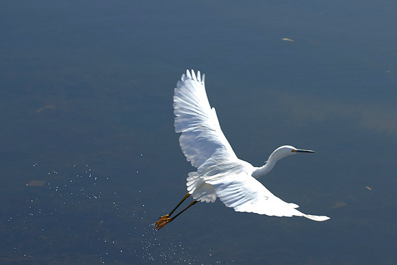 LKR Birding 443