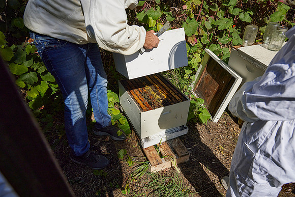 Bolinas Bees 0277